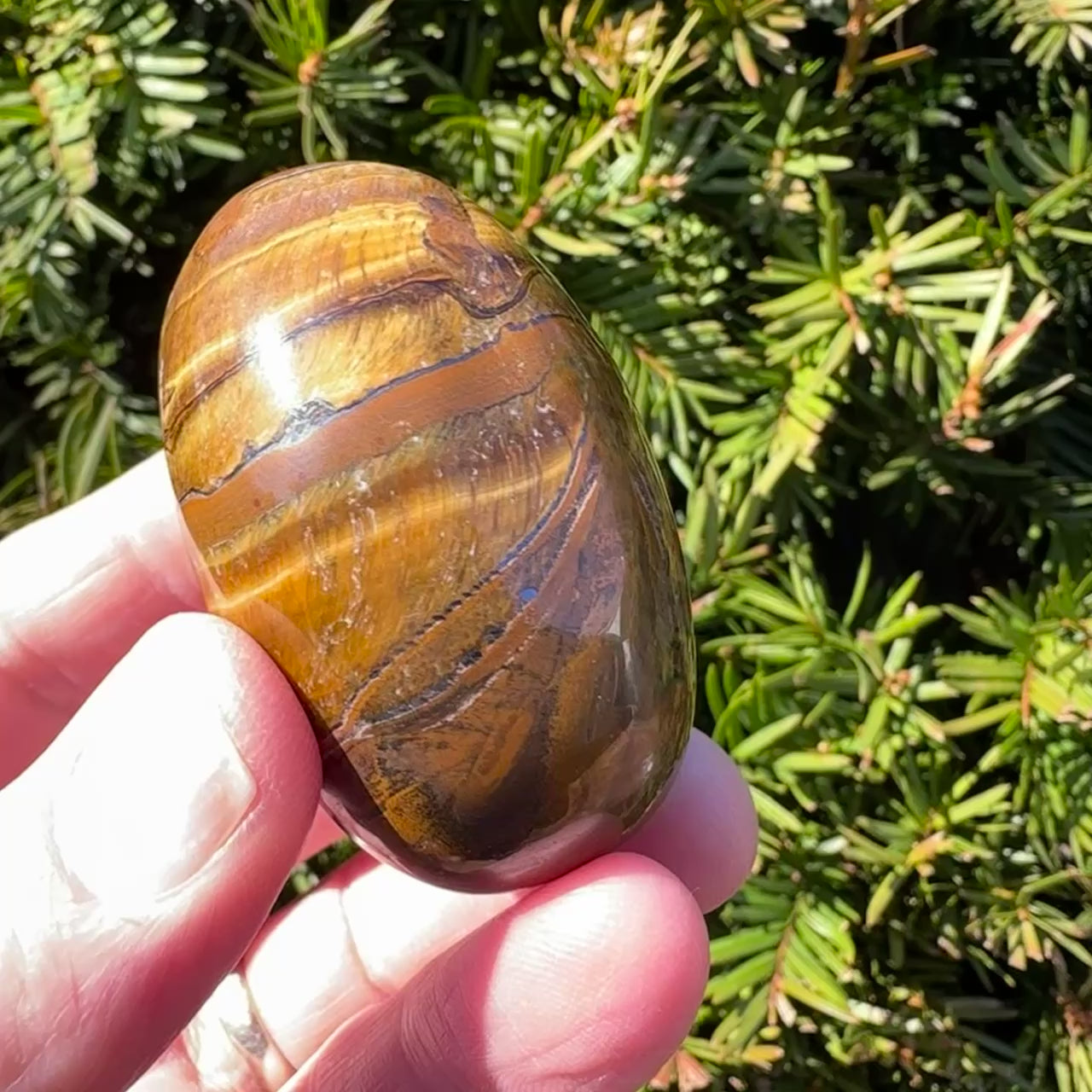 Tiger's Eye Shegg-va