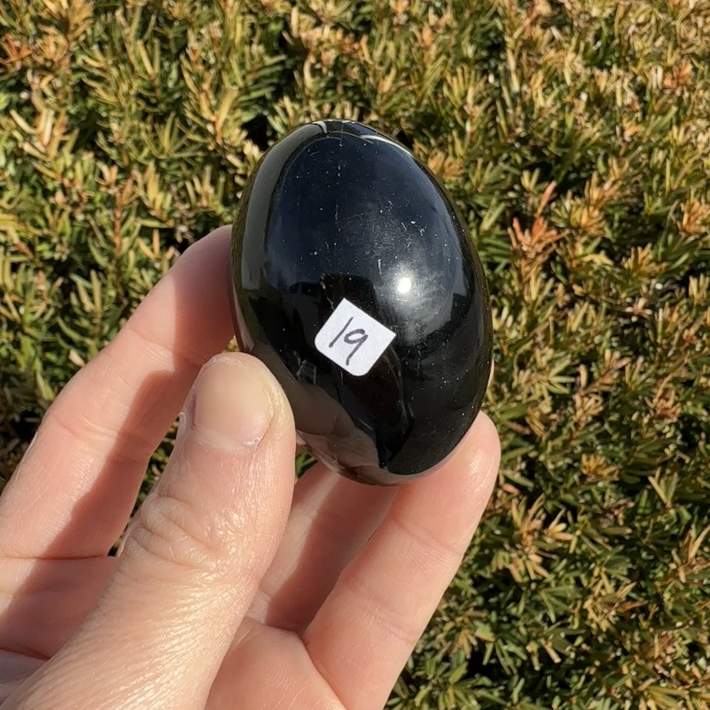 Black Obsidian Shegg-va