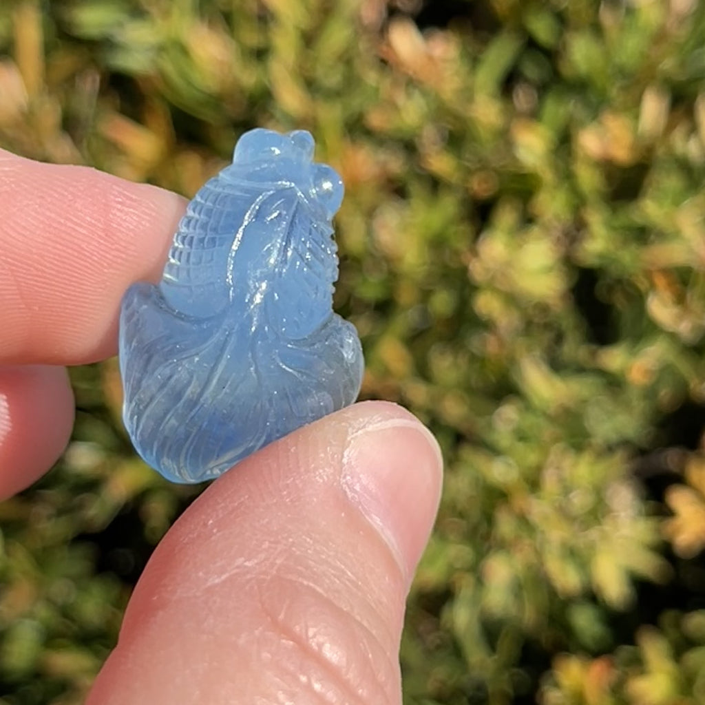 Aquamarine Fish