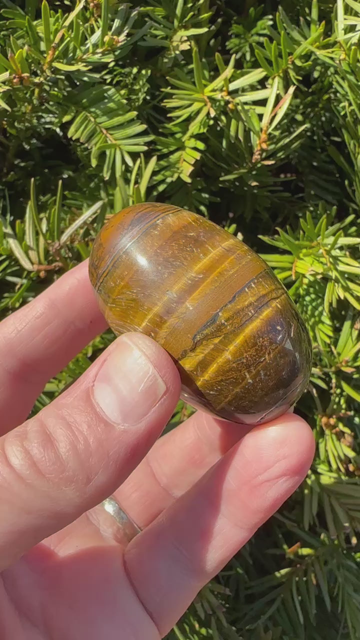 Tiger's Eye Shegg-va