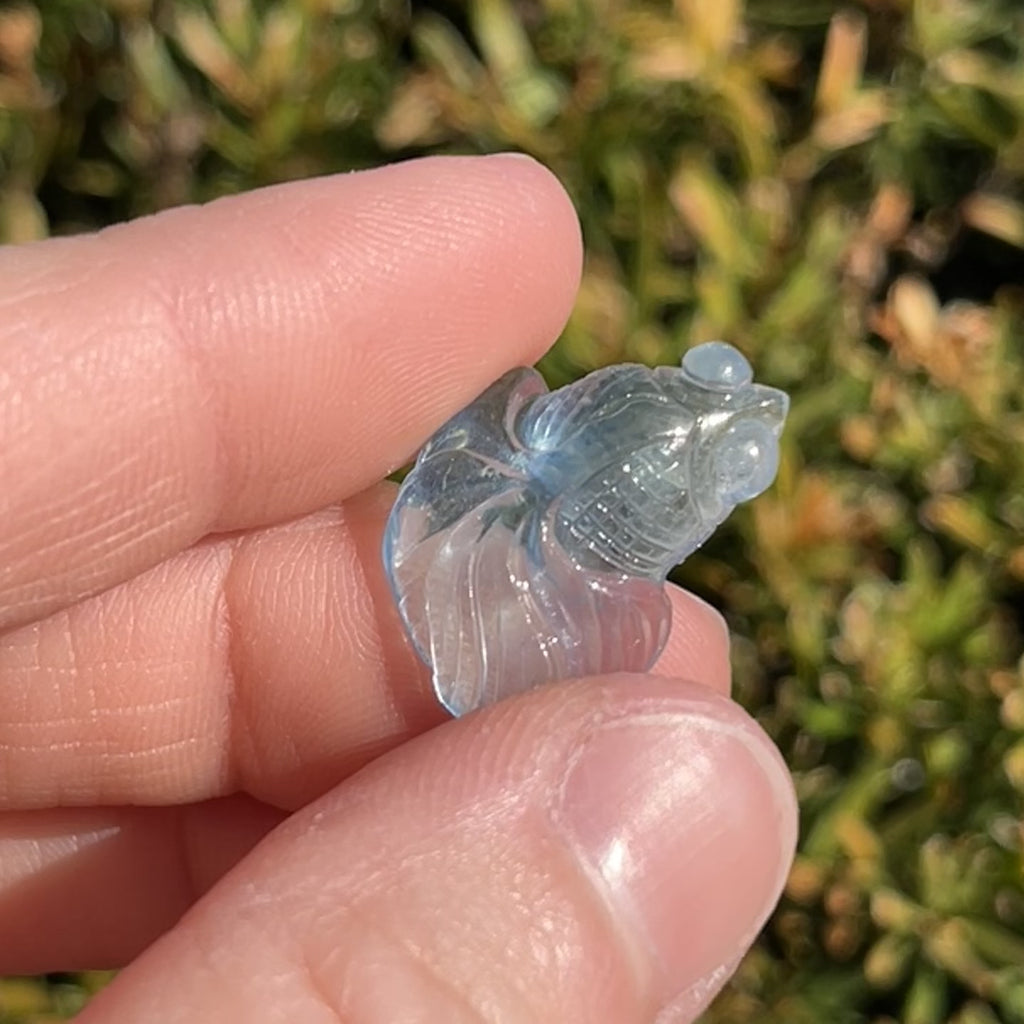 Aquamarine Fish