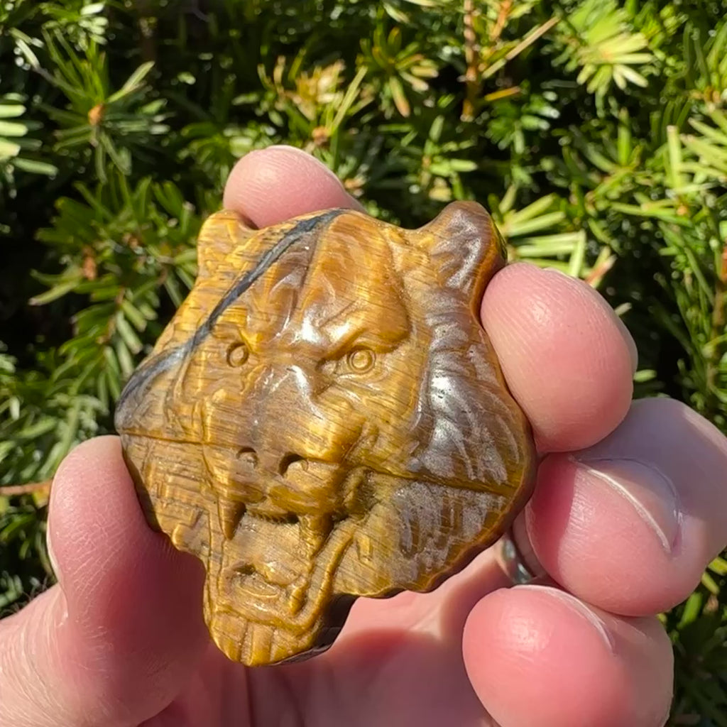 Tiger's Eye Tiger