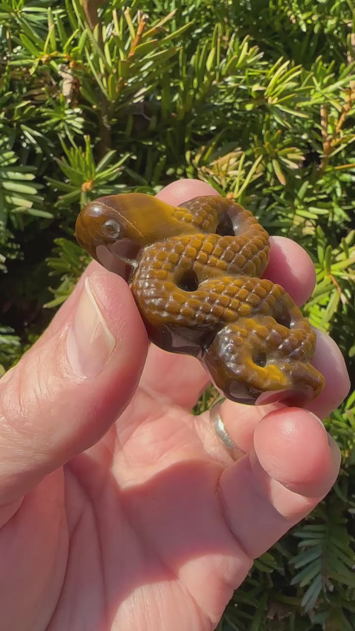 Tiger's Eye Snake