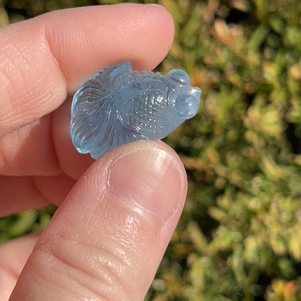 Aquamarine Fish