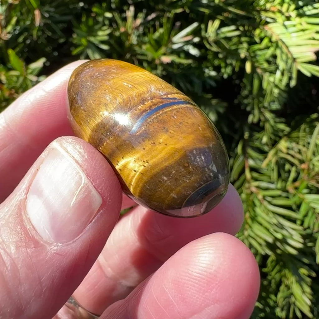 Tiger's Eye Shiva