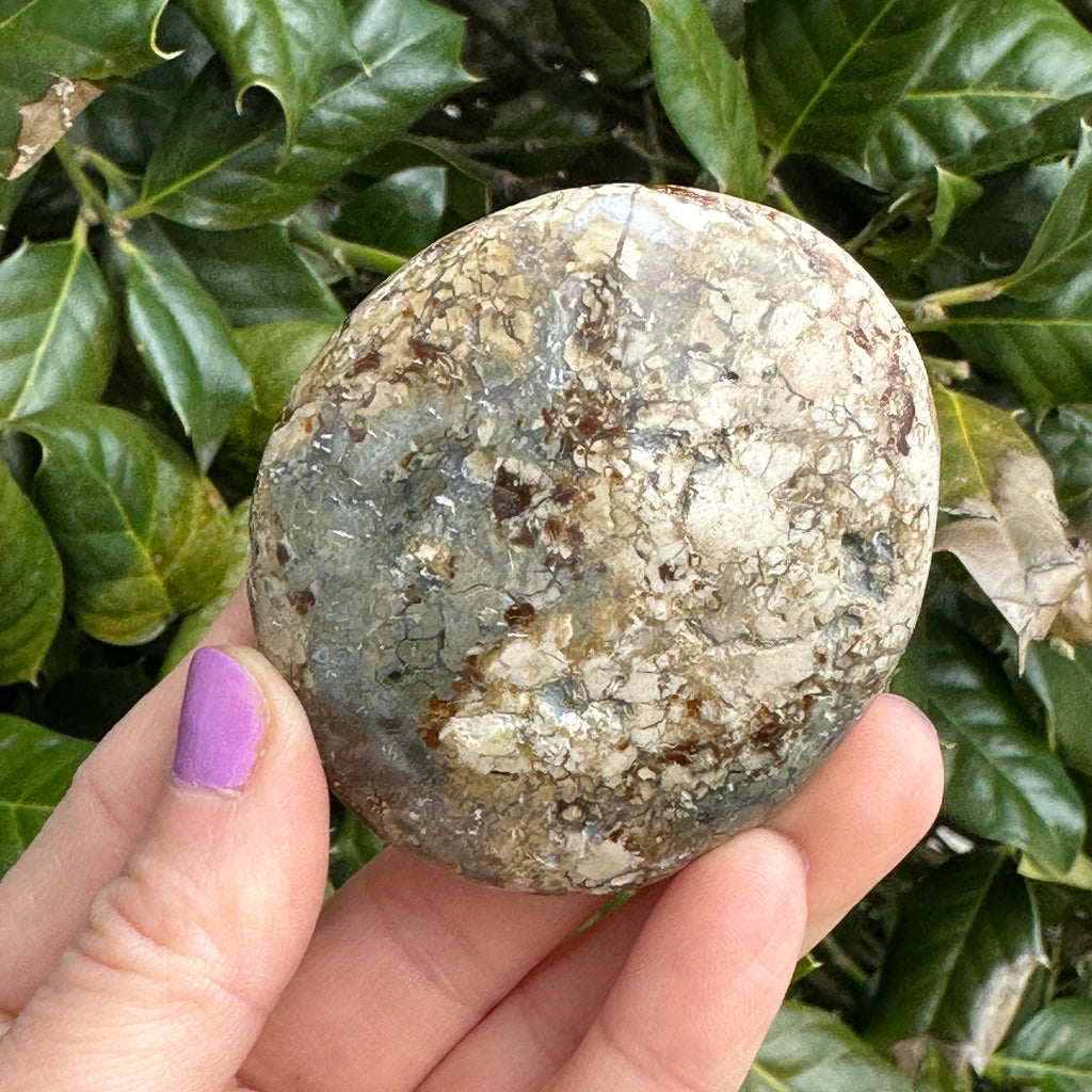 Ibis Jasper Palm Stone