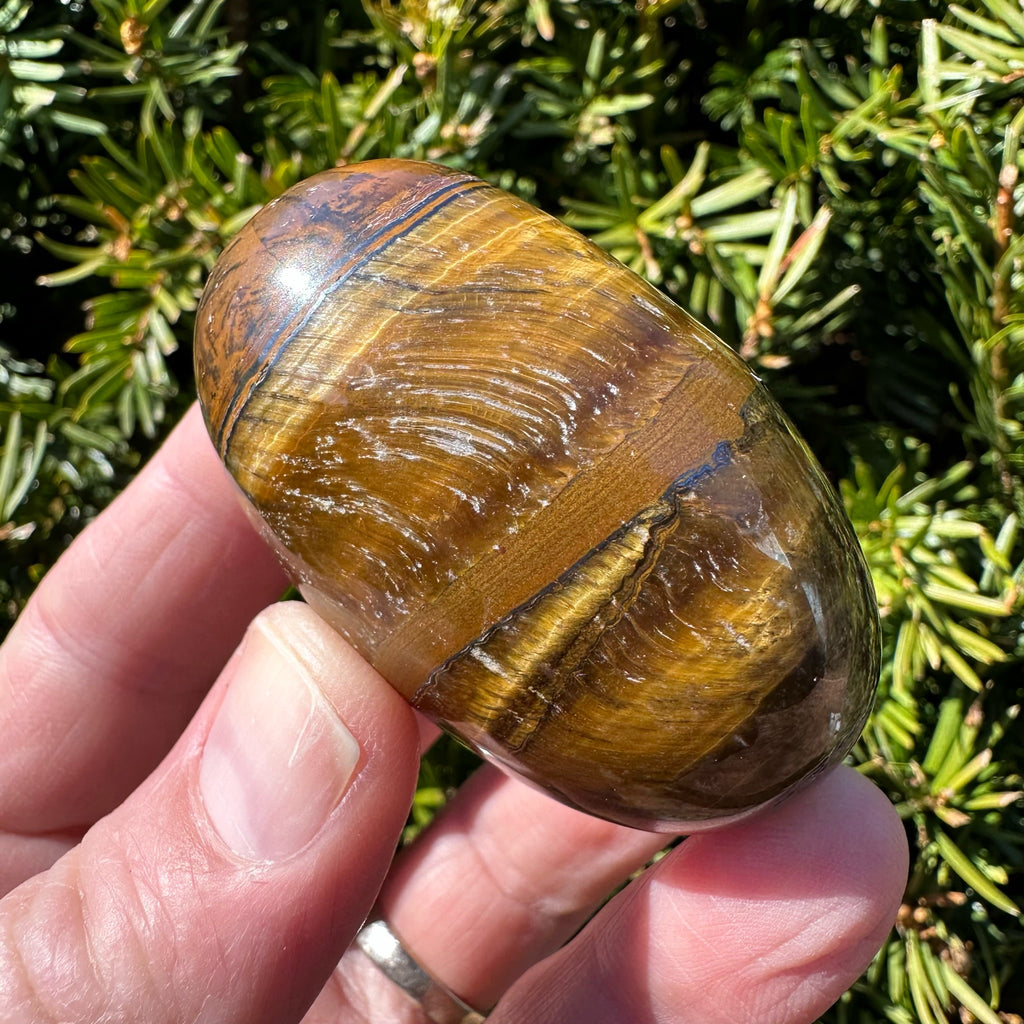 Tiger's Eye Shegg-va