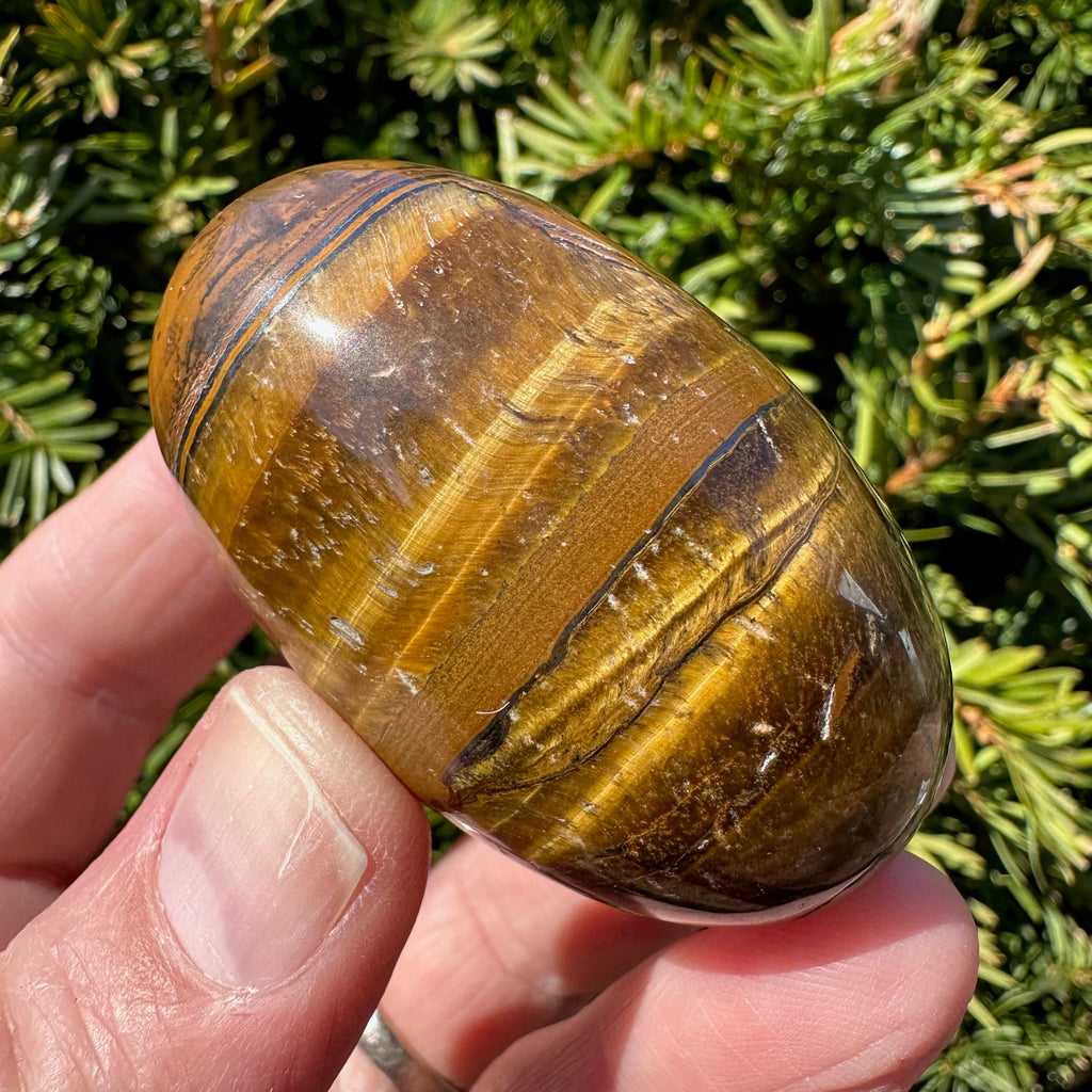 Tiger's Eye Shegg-va