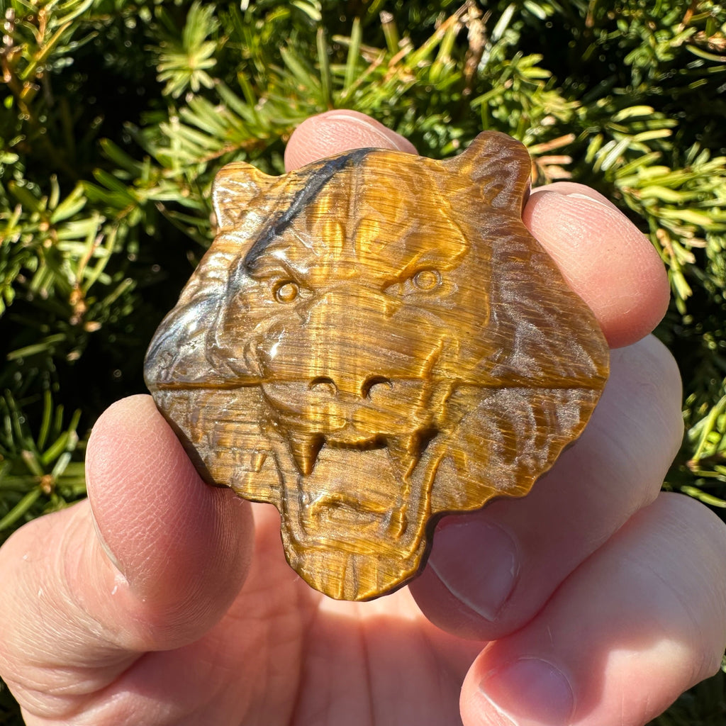 Tiger's Eye Tiger
