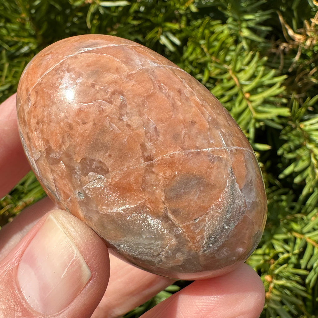 Peach Moonstone Shegg-va