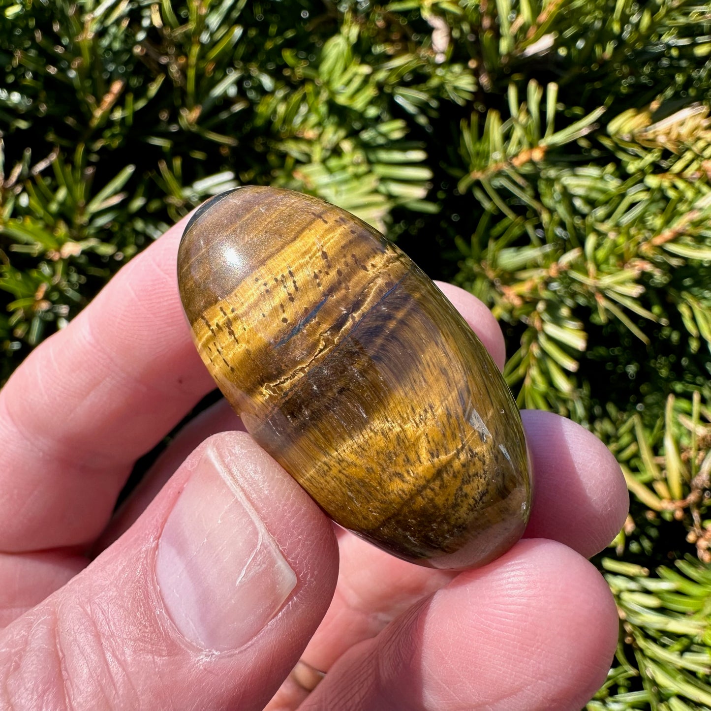 Tiger's Eye Shiva