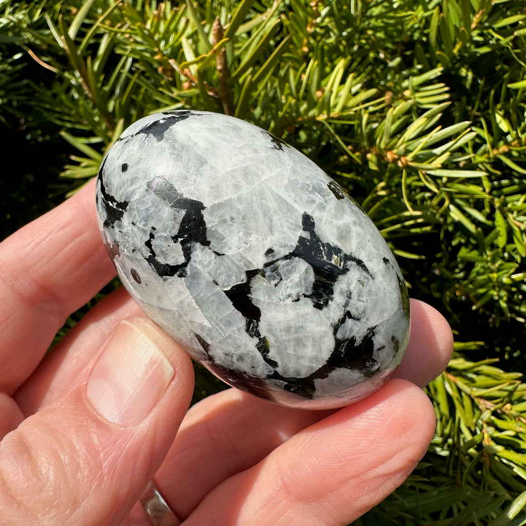 Rainbow Moonstone Shegg-va