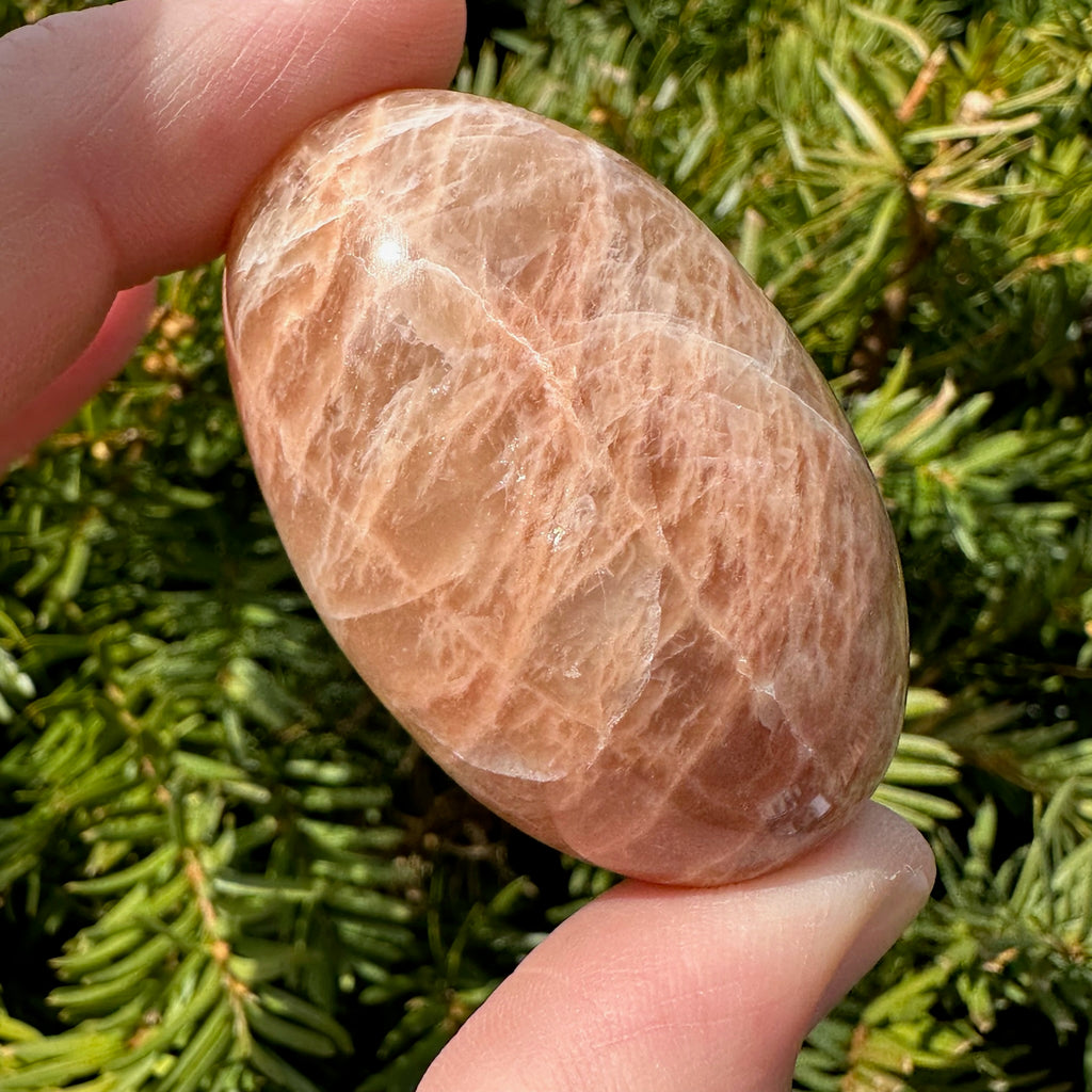 Peach Moonstone Shegg-va