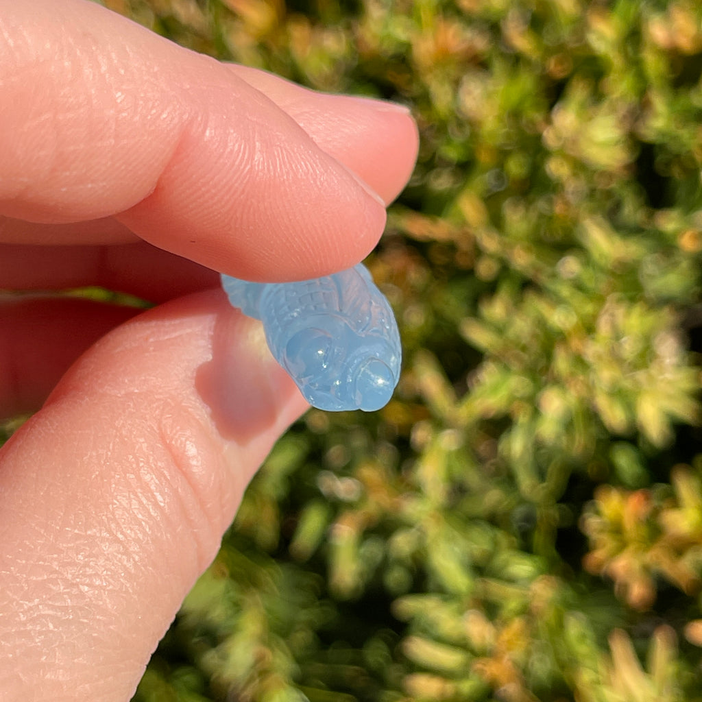 Aquamarine Fish