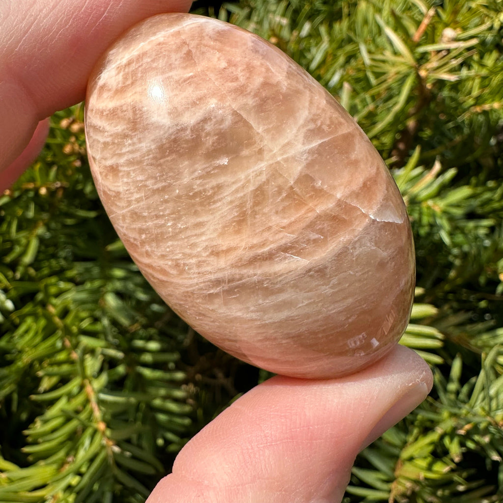 Peach Moonstone Shegg-va